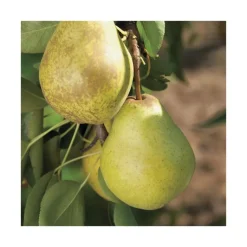 Sale BOTANIC® Poirier Williams Bon Chretien. Le pot de 12 litres, forme gobelet