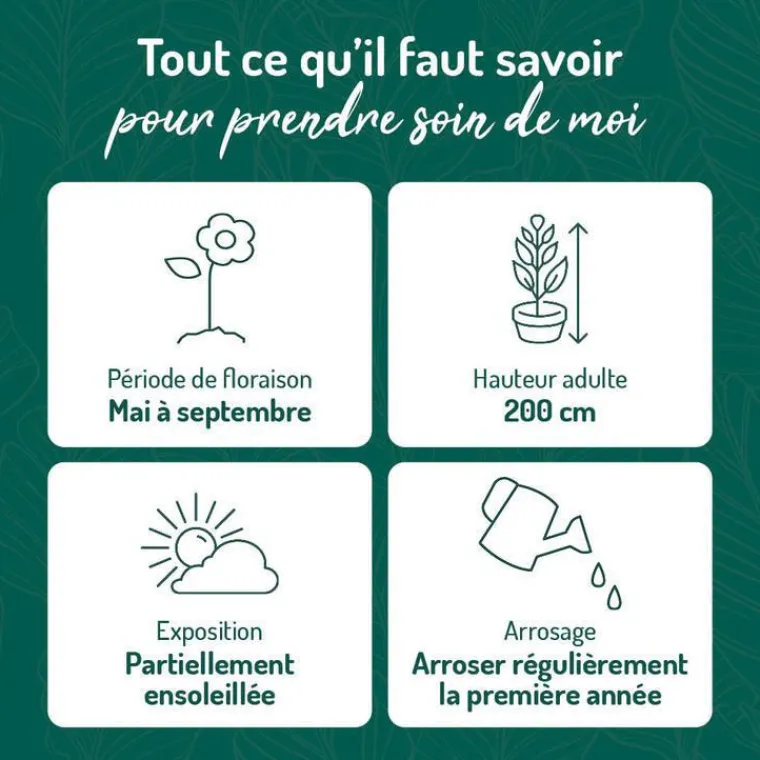 Sale BOTANIC® Pois de Senteur - Le pot de 9 x 9 cm