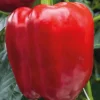 Clearance BOTANIC® Poivron Rouge Predi Bio. La barquette de 3 plants