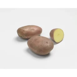 BOTANIC® Pommes de terre Rosabelle Bio calibre 0001, 60 plants