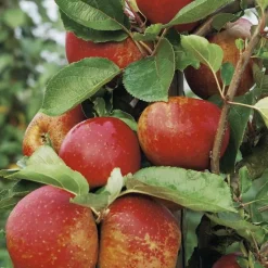 New BOTANIC® Pommier Belle De Bosckoop. Le pot de 25 litres