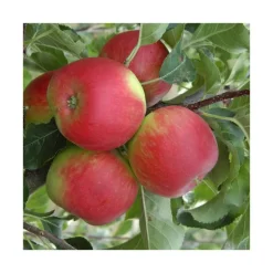 Online BOTANIC® Pommier Pomme Des Moissons® Delprivale. En racine nue, forme 1/2 tige calibre 6/8