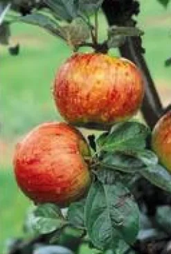 Best BOTANIC® Pommier Reine Des Reinettes. En racine nue, forme 1/2 tige calibre 6/8