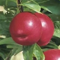 Sale BOTANIC® Pommier Reinette Grise Du Canada. En racine nue, forme palmette U simple