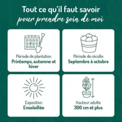 Online BOTANIC® Pommier Royal Gala. Le pot de 12 litres, forme gobelet