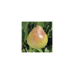 Sale BOTANIC® Pommier Tentation® Delblush. En racine nue, forme palmette U simple