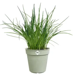 New ELHO Pot de culture en polypropylène vert pierre Green basics - Ø 13 x H 12 cm