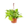 Best Pothos Aureus suspension Ø18xH40 cm