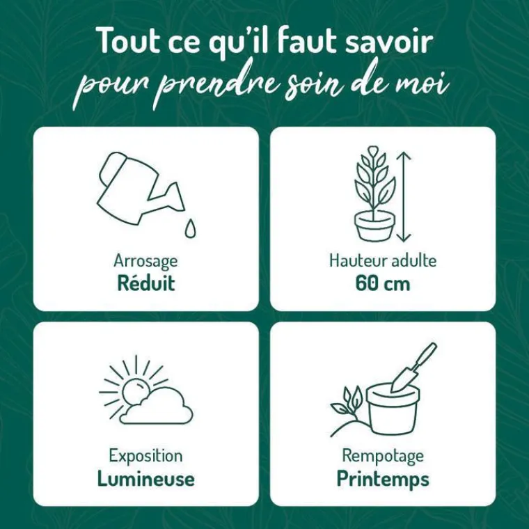 Discount BOTANIC® Pothos doré vert sur tuteur mousse en pot blanc émaillé . Le pot Ø 24 cm