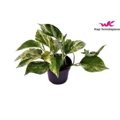 Outlet Pothos Marble Queen pot Ø12xH20 cm
