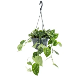 Online Pothos Pictum suspension Ø15xH25 cm