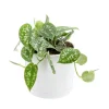 BOTANIC® Pothos pictus vert en pot blanc émaillé . Le pot Ø 15 cm