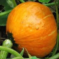 Sale BOTANIC® Potimarron Uchiki Kuri Bio. Le pot de 10,5 cm