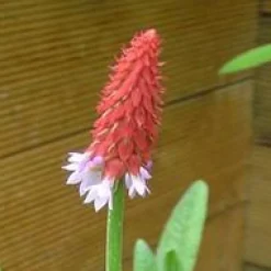 Clearance BOTANIC® Primevère orchidée godet 9x9 cm