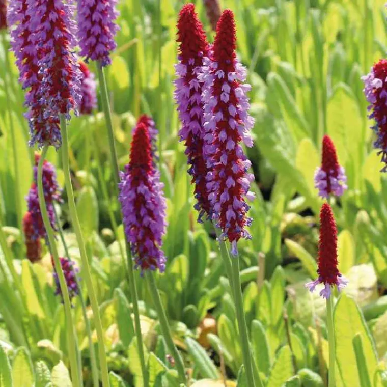 Clearance BOTANIC® Primevère orchidée godet 9x9 cm