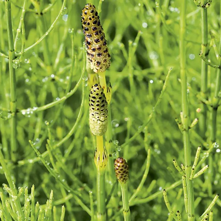 Online BOTANIC® Prêle des champs pot de 3 litres