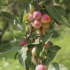 Hot BOTANIC® Prunier Mirabelle De Nancy. Le pot de 7,5 litres