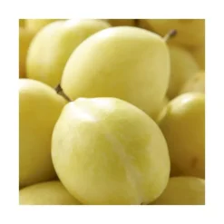 Best BOTANIC® Prunier Miraclaude ® Delclomi. Le pot de 12 litres, forme gobelet