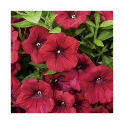 Sale BOTANIC® Pétunia retombant rose - Le pack de 6 plants