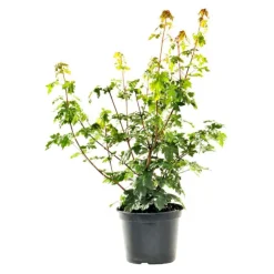 Online BOTANIC® Érable champêtre vert. Le pot de 3 litres