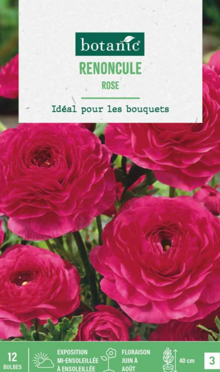 Sale BOTANIC® Renoncule coloris rose - 12 bulbes