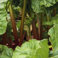 Clearance BOTANIC® Rhubarbe Bio. Le pot de 2,5 litres