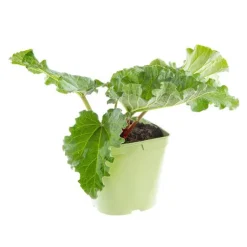 Clearance BOTANIC® Rhubarbe Bio. Le pot de 2,5 litres