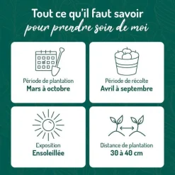 Hot BOTANIC® Romarin Rampant Bio. Le pot de 2,5 litres