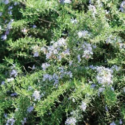 Hot BOTANIC® Romarin Rampant Bio. Le pot de 2,5 litres