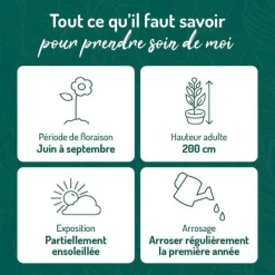 Sale BOTANIC® Rose Trémière rouge - Le pot de 9 x 9 cm