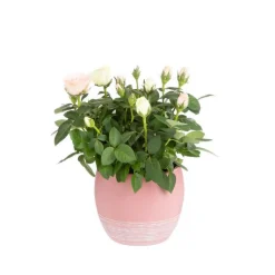 New Rosier Carnaval rose et blanc avec cache-pot décoratif. Ø 14 cm