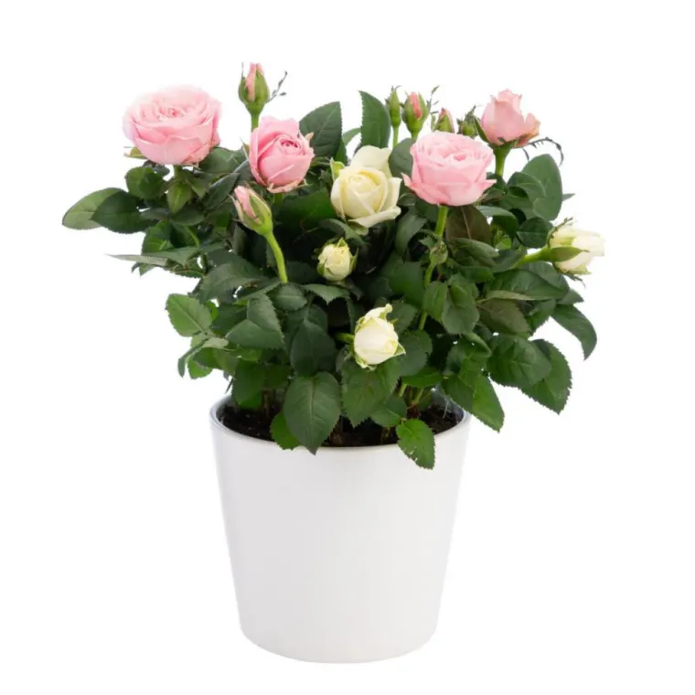 Online Rosier duo bicolore avec cache-pot. Le pot Ø 14 cm