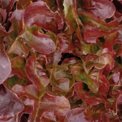 Best BOTANIC® Salade A Couper Feuille De Chene Rouge Alezan Bio. La barquette de 12 plants