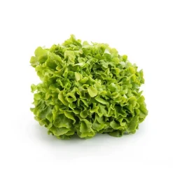 Discount Salade feuille de chêne bio de France – Prix à la pièce