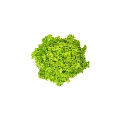 Sale Salade Lollo blonde bio de France - Prix à la pièce