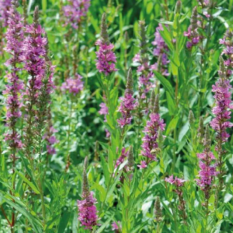 Clearance BOTANIC® Salicaire commune godet 9x9 cm