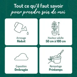 Outlet BOTANIC® Sansevieria Laurentii vert en pot blanc émaillé . Le pot Ø 18 cm