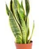 Sansevieria Trifasciata Laurentii pot Ø17xH35/60 cm