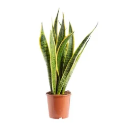 Sansevieria Trifasciata Laurentii pot Ø17xH35/60 cm