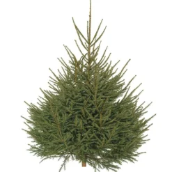 Hot Sapin de Noël naturel coupé Épicéa - de 200 à 250 cm