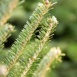 Discount Sapin de Noël naturel coupé Fraseri