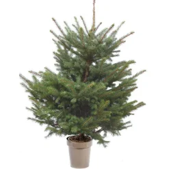 Outlet BOTANIC® Sapin de Noël naturel en pot Picea Pungens