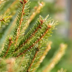 Outlet BOTANIC® Sapin de Noël naturel en pot Picea Pungens