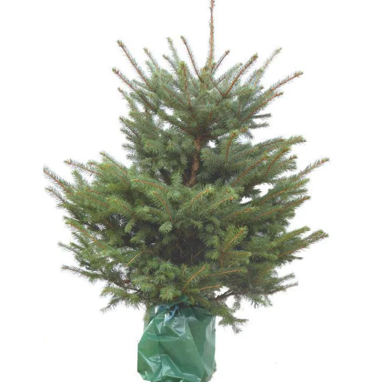 Outlet Sapin de Noël naturel en pot Pungens - de 125 à 150 cm