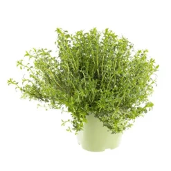 Outlet BOTANIC® Sarriette Bio. Le pot de 2,5 litres