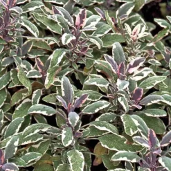 BOTANIC® Sauge Officinale Pourpre Bio. Le pot de 2,5 litres