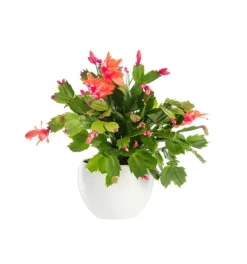 Outlet Schlumbergera ou Cactus de Noël avec cache-pot en céramique. Le cache-pot Ø 12 cm