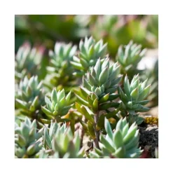 Online Sédum dit Orpin - Le pot de 2 litres