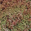 New Sedum Album - Le pot de 1 litre