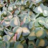 Sedum Mexicanum - Le pot de 1 litre